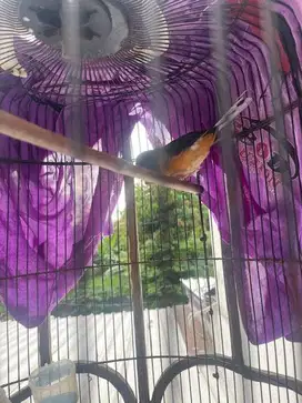burung murai balak 8 usia remaja