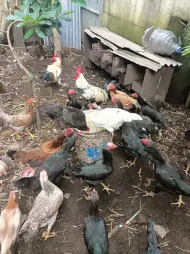 Ayam kampung sehat