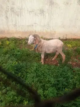 Domba garut jantan