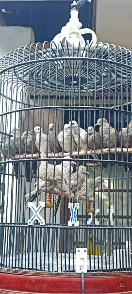 Perkutut cemani Mojopahit sama silver