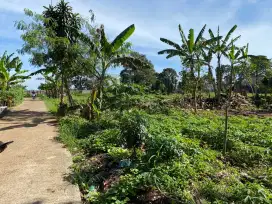 Tanah Kebun Terawat Akses Mobil