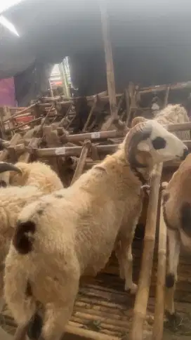 Hewan qurban 2 jt an#domba murah#sapi murah#nego#fgratis ongkir#dekat
