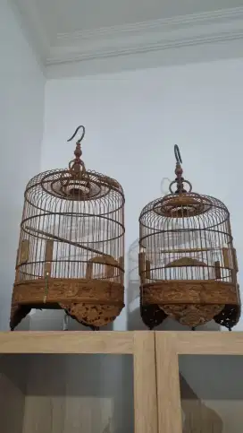 Kandang cungko vietnam asli D30