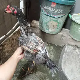 Ayam bangkok x mangon
