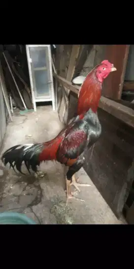 ayam bangkok siap