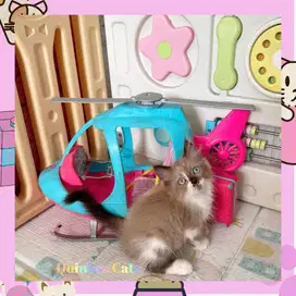 Kucing Ragdoll x Himalaya Betina Chocolate Cinnamon White