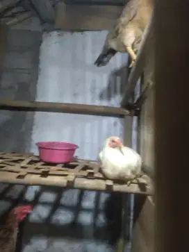 Sedia ayam kampung bebek peking