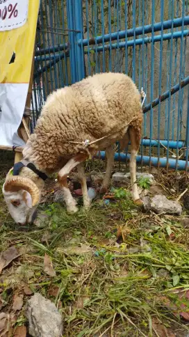 Jual Domba Qurban di Bandung