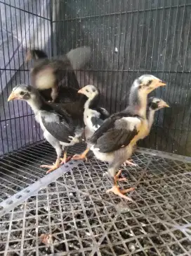 anakan ayam Bangkok x shamo japan