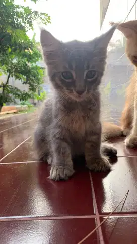Mainecoone kitten