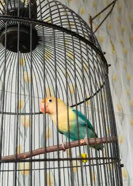 Lovebird warna mewah