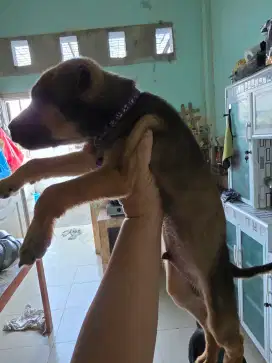 Puppy Jantan Mix Doberman