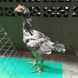 Ayam bangkok x pamangon