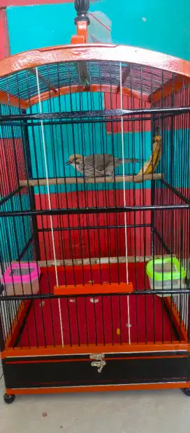 Cucak Rowo Dewasa Prospek