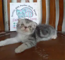 Scottish fold kitten silver marble