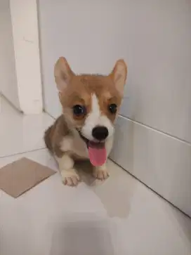 anak corgi stanbum vaksin