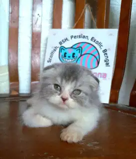 Scottish fold kitten