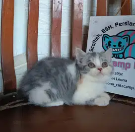 Scottish straight kitten