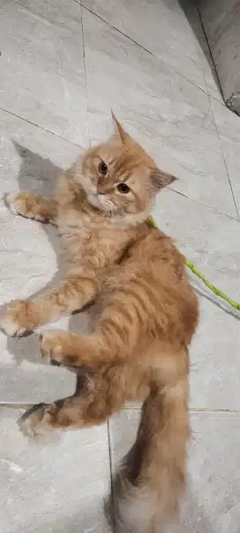Kucing Persia Himalaya