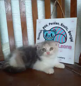 Scottish fold kitten