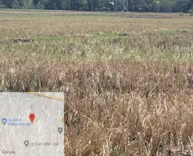 KELURAHAN PLUMPANG, SUKODADI LAMONGAN