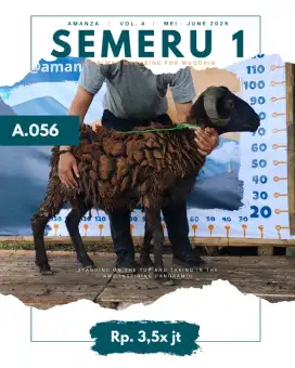 Domba Semeru 1 A.056