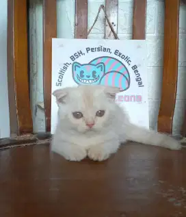 Scottish fold kitten