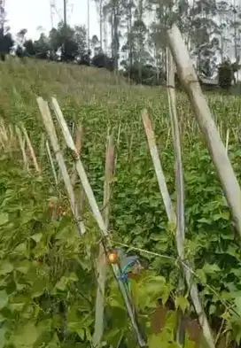 Tanah 1,5 Ha, Kebun subur PANGALENGAN Bandung