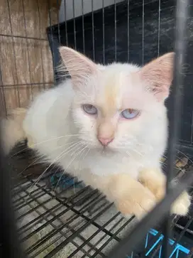 Lepas Adopt Kucing Persia 2 anak