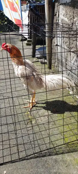 Ayam bangkok WK
