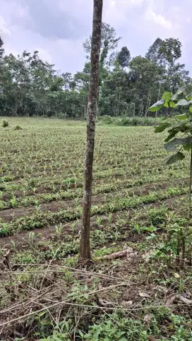 TANAH MURAH KEBUN JAGUNG DEKAT KOTA MALANG