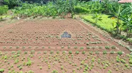 Dijual Tanah di Cisauk, Tangerang - Banten dekat dengan Stasiun Cisauk