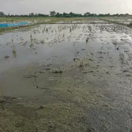 Sawah Aktif Luas 3199 Meter Di Sindang Indramayu S8769