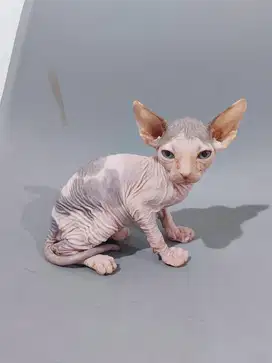Kucing Sphynx Jantan 2 Bulan