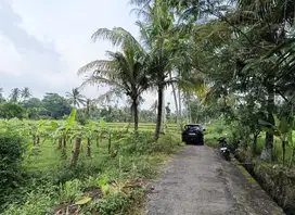 Tanah sawah murah sleman ngemplak
