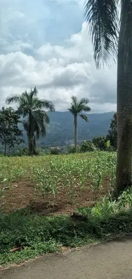 di jual lahan kebun datar view gunung di puncak cisarua