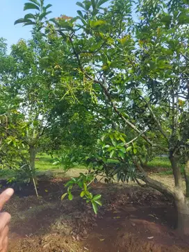 di jual perkebunan Alpukat di kalapanunggal sukabumi