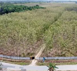 TANAH KEBUN JATI PINGGIR JALAN UTAMA DIJUAL MURAH
