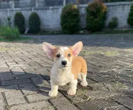 Welsh Corgi Puppies