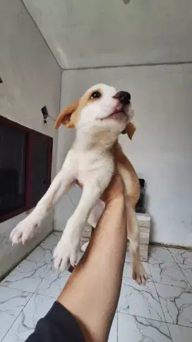 JUAL ANAKAN ANJING MIXBREED