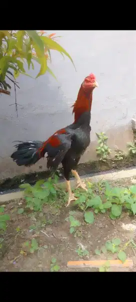 Ayam Bangkok murah
