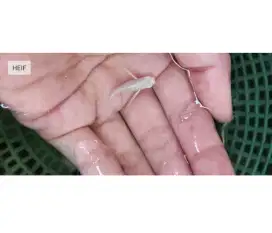 Ikan Molly Cawang Platinum