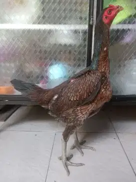 Ayam betina pamangon trah bulbi