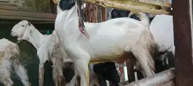 Kambing kurban aqiqoh