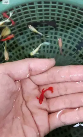 Ikan Guppy Full Color