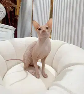 Kucing Sphynx Jantan Proven ( 2 Tahun )