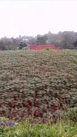 Tanah Darat di Gunung Geulis, Sumarecon Bogor