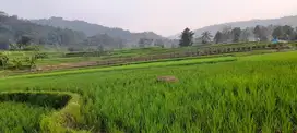 Dijual Murah Tanah Sawah Pinggir Jl 1926 m2 SHM View Bagus Purwakarta