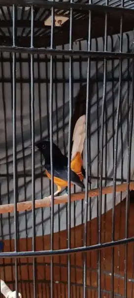 Burung murai gacor