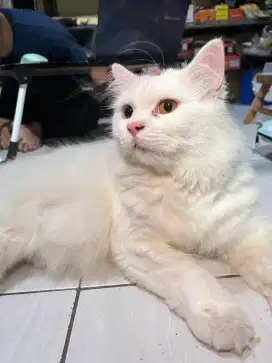 Open adopt persia